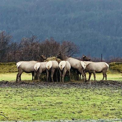 Alaska Wildlife Conservation Center