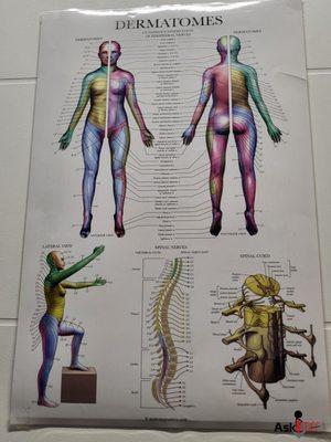 Nerve chart