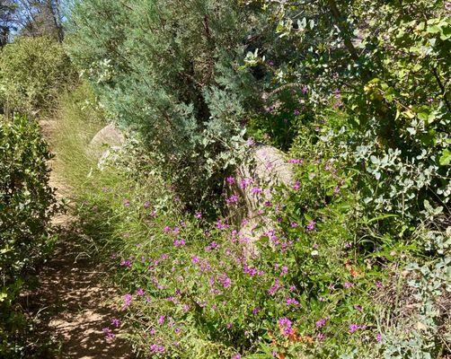 Post monsoon wildflowers along Trail 347