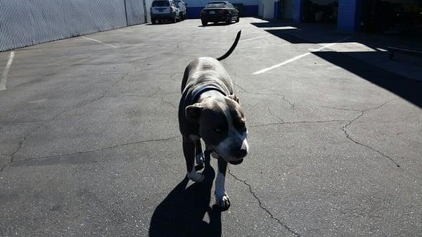 Really friendly pit pup acts as meeter-greeter to all.