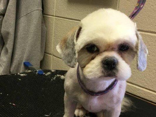 Shih tzu summer cut teddy head shave the ears.