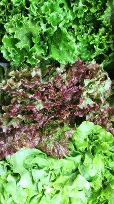 Lettuce varieties