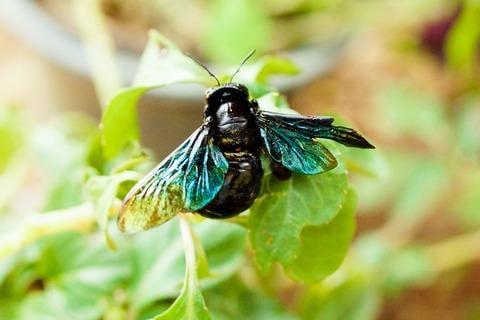 Carpenter bees come in many colors, but they all have black, shiny lower bodies.