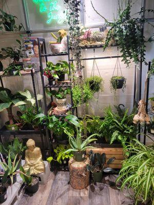 Full greenhouse inside to shop from mini terrarium plants to tropical, succulents and more rare plants selection.