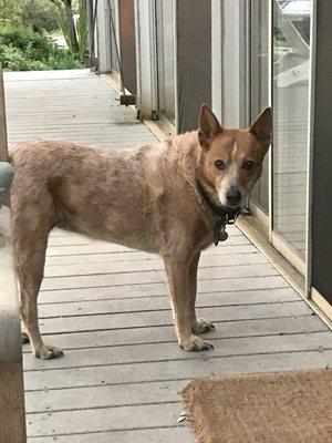 Here's Teddy, she is one of our 4 legged client. We've taken care of her since she was a pup. She is a sweetheart.