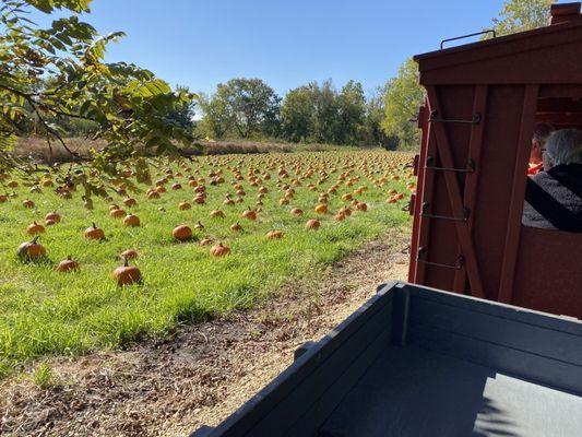 Train ride to pumpkin patch.