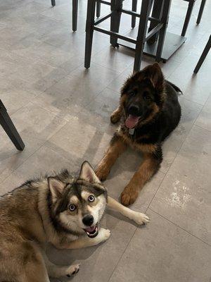 Slate the bar dog and his new friend!