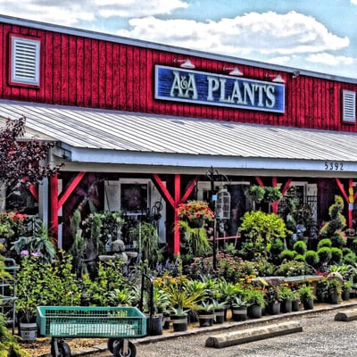 A&A Plants