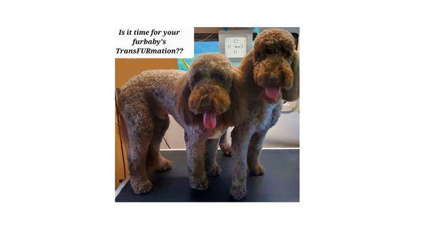 Is it time for your furbaby's TransFurmation??