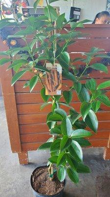 Cinnamon tree