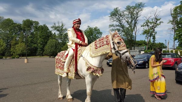 Baraat Horse