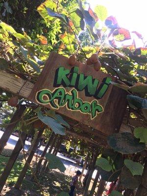 Kiwi Arbor