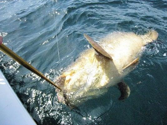 Goliath Grouper