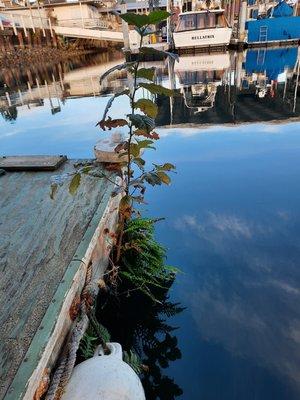 Pleasure Craft Houseboat Rentals