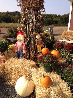 Mums and pumpkins