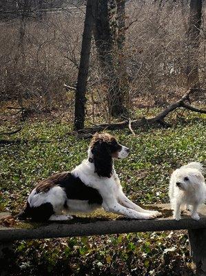 Minnie and Daisy soaking up the sun.