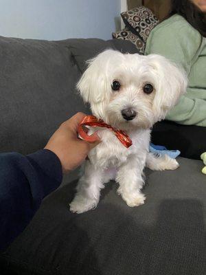 Waffle, 1yr old Maltese, after grooming