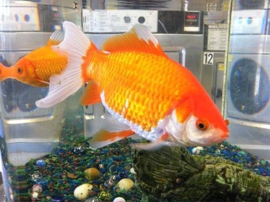 Laundry mat mascots.