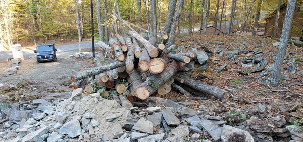 Cut Trees Nicely Stacked!