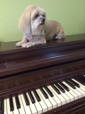 Ducky the Lhasa wants to serenade you after his spa treatment!