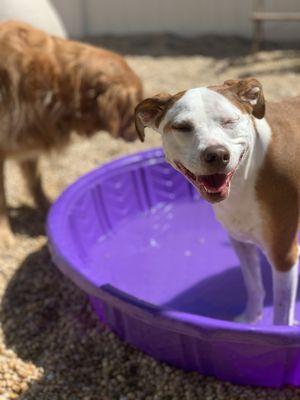 The dogs love the pools in the summer!