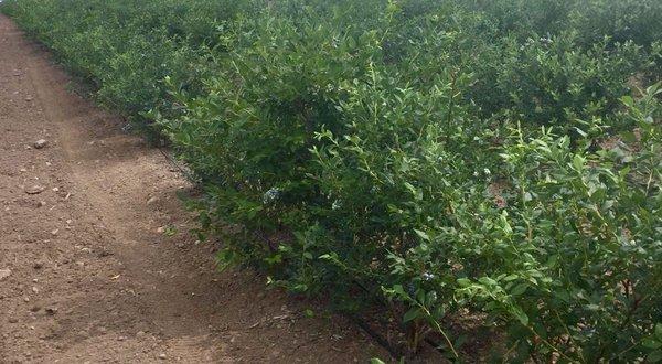 Our beautiful rows of blueberries, clean, and well kept field.