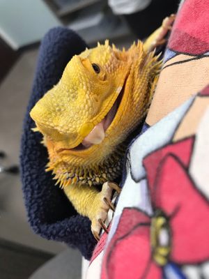 Bearded dragon