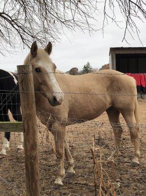 Hayes Equine Veterinary