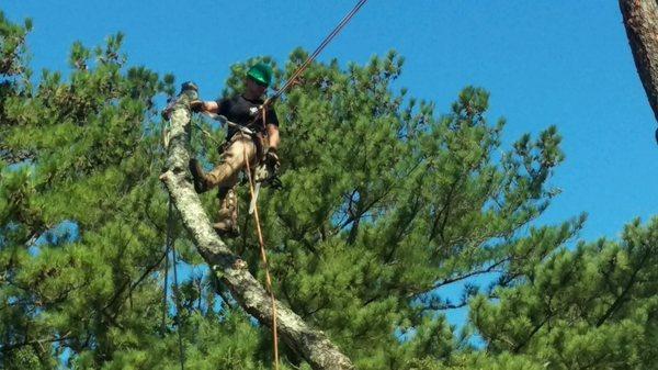 A picture of the owner in the tree.