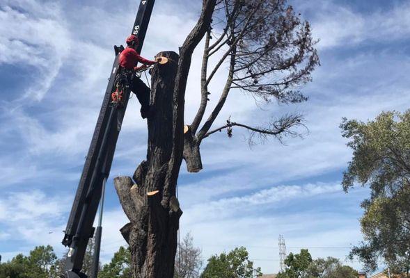 Dead tree removal.