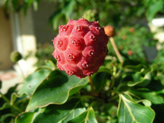 Kousa dogwood Fruit