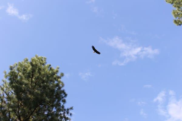 Eagle that hung around camp!