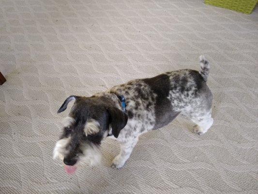 Snickers is a party colored mini schnauzer. groomed by Heather