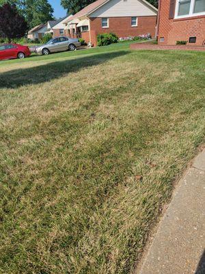 Example of burnt grass from Virginia Green