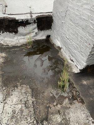 Not sanitary or safe for residents and could lead to the collapse of the roof and ultimately the collapse of the building