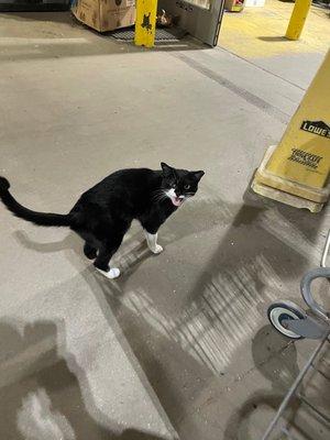 Lowe's cat