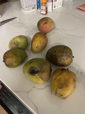 Shasta Supermaket purposely sent us rotten mangoes for $65