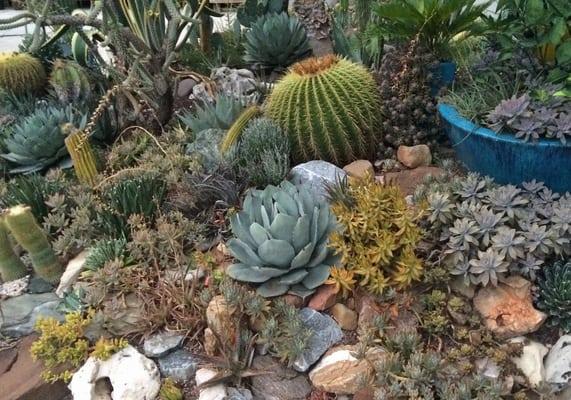 Succulents thrive in San Antonio when the micro-climates are understood and maximized.  We do this