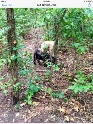 Hunting for chipmunks.