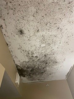 Mold Inspection Company