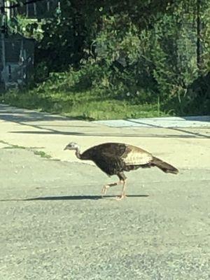 Suburban Wildlife 7-13-2019