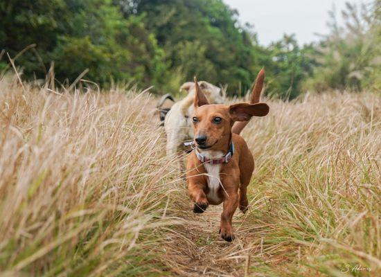 Our pet clients having fun of the leash park