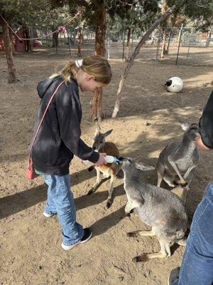 Gramma Roses Petting Zoo