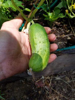 Picking cucumber