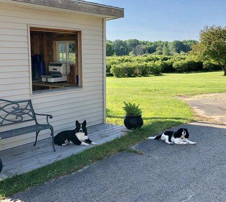 Pups are patiently waiting for pickers.