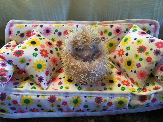 Little Jack the Hedgehog relaxing on his couch