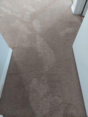 Xpress Carpet Cleaning