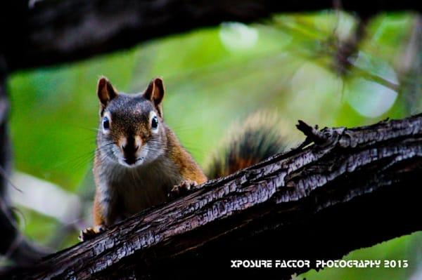 the area that these photos were taken is now GONE at Big Cottonwood Park. please contact Slat Lake Parks to stop the destruction