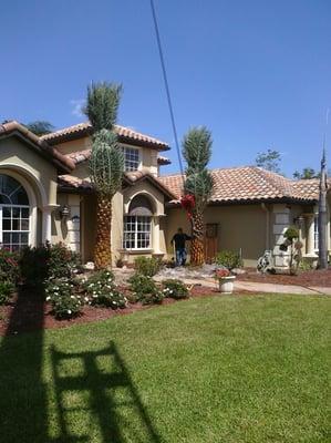 Phoenix sylvestris or the Sylvester Palm installed in Titusville, Florida