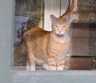 Hobbes, the office cat and official greeter